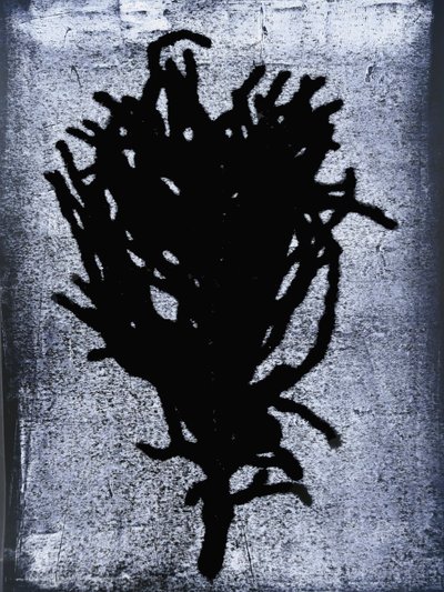 Felce nera da Sarah Thompson Engels