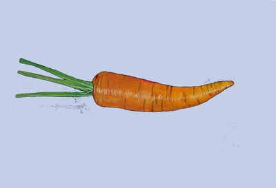 Carota, 2007 da Sarah Thompson Engels