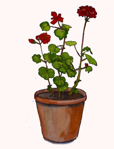 Gerani in un vaso di fiori da Sarah Thompson Engels