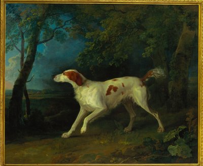 Un setter marrone e bianco in un paesaggio boschivo da Sawrey Gilpin