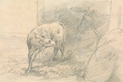 Vitello, con testa di mucca da Sawrey Gilpin