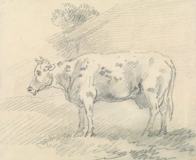 Mucca da Sawrey Gilpin
