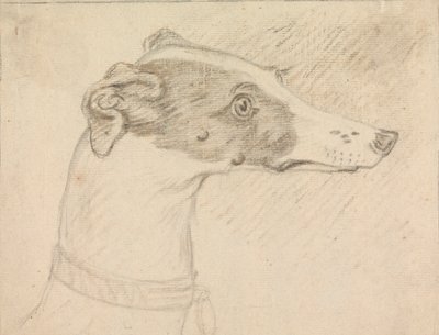 Ritratto di Testa di Levriero da Sawrey Gilpin