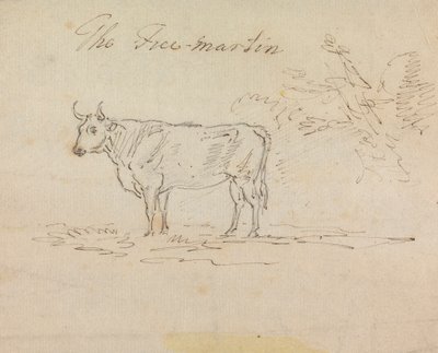 Il Free-Martin da Sawrey Gilpin