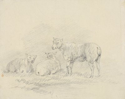 Tre Pecore da Sawrey Gilpin