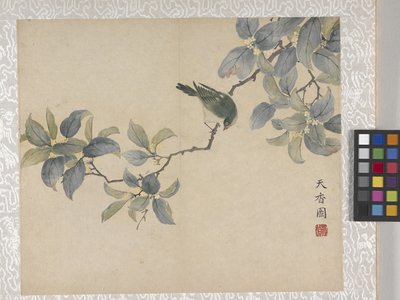 Album di 8 foglie di fiori, metà del 1700 da School Chinese