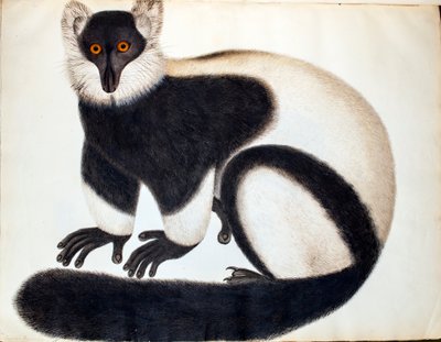 Lemure bianco e nero, dalla 