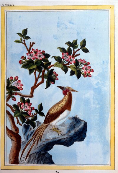 Arte cinese: fiori e uccelli. XVIII secolo. Digione, biblioteca municipale da School Chinese