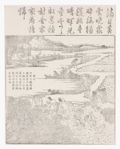 Raccolta del riso da School Chinese