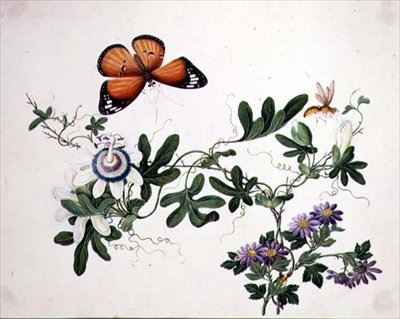 Fiore della passione e farfalla da School Chinese