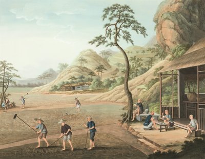 Produzione del tè, c. 1820 da School Chinese