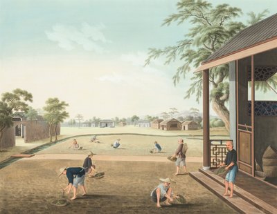 Produzione del tè, c. 1820 da School Chinese
