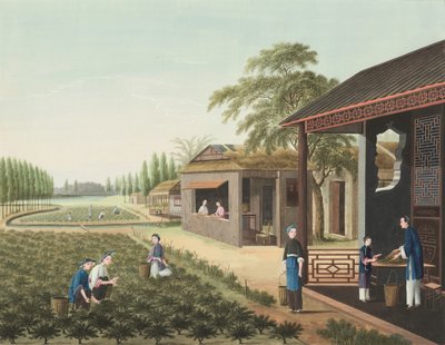 Produzione di tè, c. 1820 da School Chinese