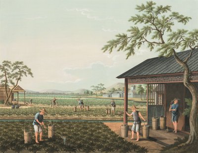 Produzione di tè, c. 1820 da School Chinese