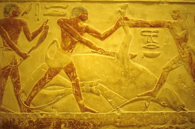 Antico Egitto, Scultura/pittura murale, Mastaba/Tomba di Idout, Saqqara, 2323-2150 a.C., Toro macellato per il sacrificio da School Egyptian
