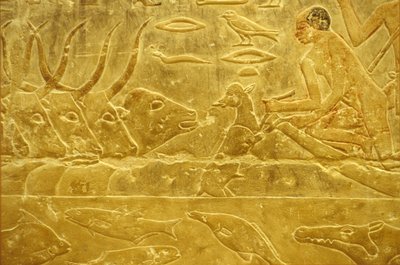 Antico Egitto, incisione/pittura murale, Mastaba/Tomba di Idout, Saqqara, VI dinastia, bestiame che attraversa un fiume, uomo che aiuta un vitello ad attraversare un fiume, madre che osserva da School Egyptian