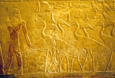 Antico Egitto, Incisione murale/pittura, Mastaba/Tomba di Ti, Saqqara, V Dinastia, Un contadino che guida gru addomesticate (foto) da School Egyptian
