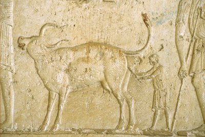 Antico Egitto, Scultura/pittura murale, Tomba di Petosiris, Tuna el Gebel, 300 a.C., Aiutare una mucca a partorire da School Egyptian