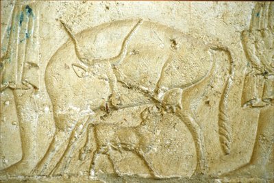 Antico Egitto, incisione/pittura murale, Tomba di Petosiris, Tuna Gabel, Tuna el Gebel, 300 a.C., Un vitello che cerca di allattare da School Egyptian