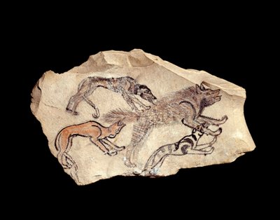 Antichità egizia: ostrakon (frammento di ceramica) in calcare raffigurante tre cani che cacciano una iena. 1300-1070 a.C. da School Egyptian