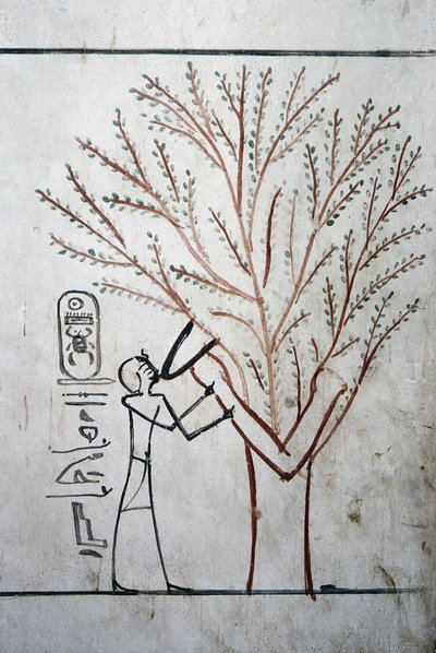 Luxor, Tebe: Valle dei Re. Tomba di Thutmosis III (-1504 - -1450), faraone d