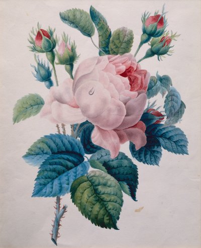 Una rosa da School French