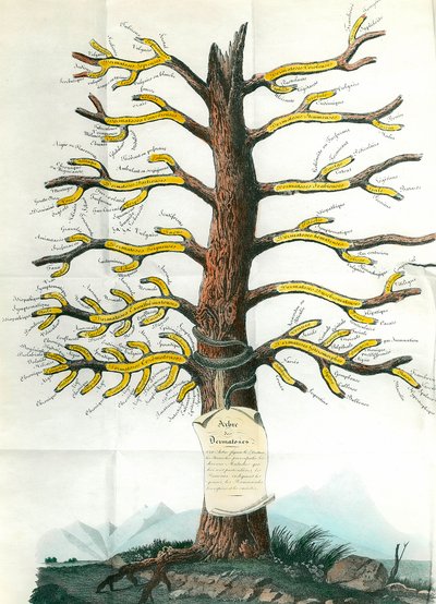 Albero delle dermatosi da School French