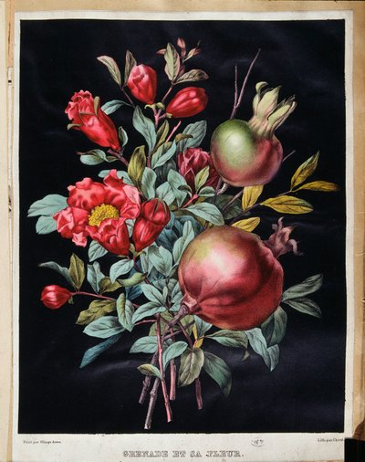 Melograno e il suo fiore - tavola botanica da School French