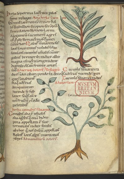 Cucumeris; Cannabis, da 