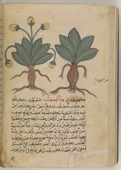 Il mandragora maschio e femmina, dal 