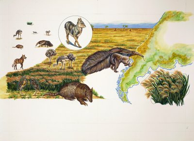Argentina, le Pampas da School Italian
