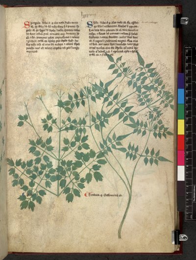 Spargula e Self, Tractatus de herbis (Erbario) da School Italian