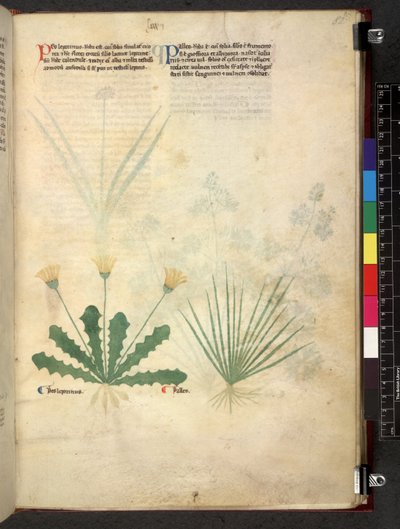 Tractatus de herbis (Erbario) c.1280-1310 da School Italian