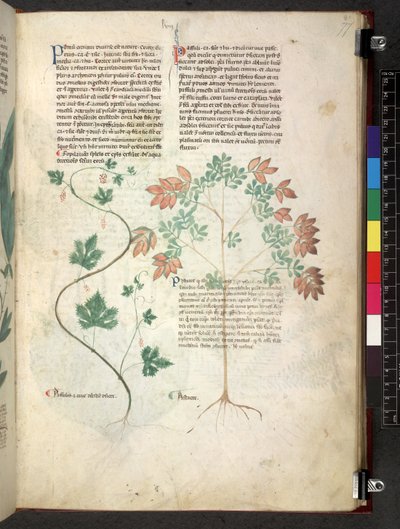 Tractatus de herbis (Erbario) c.1280-1310 da School Italian