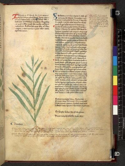 Tractatus de herbis (Erbario) c.1280-1310 da School Italian