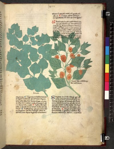 Egerton 747 Tractatus de herbis (Erbario) c.1280-1310 da School Italian