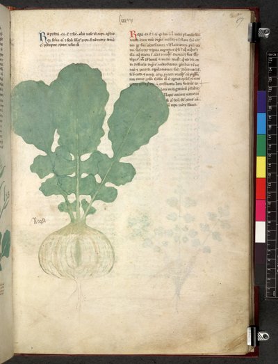 Egerton 747 Tractatus de herbis (Erbario) c.1280-1310 da School Italian