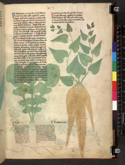 Egerton 747 Tractatus de herbis (Erbario) c.1280-1310 da School Italian