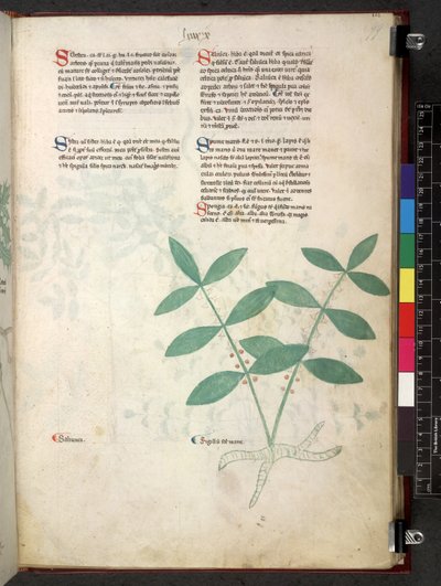 Egerton 747 Tractatus de herbis (Erbario) c.1280-1310 da School Italian