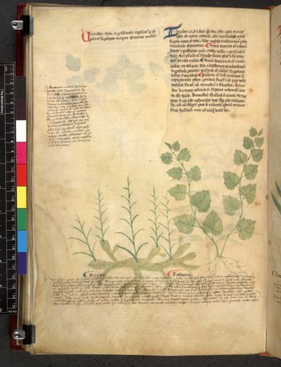 Egerton 747 Tractatus de herbis (Erbario) c.1280-1310 da School Italian