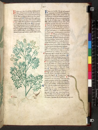 Egerton 747 Tractatus de herbis (Erbario) c.1280-1310 da School Italian