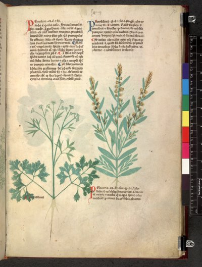 Egerton 747 Tractatus de herbis (Erbario) c.1280-1310 da School Italian