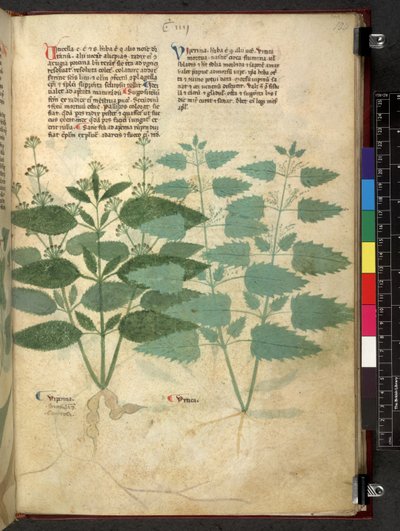 Egerton 747 Tractatus de herbis (Erbario) c.1280-1310 da School Italian