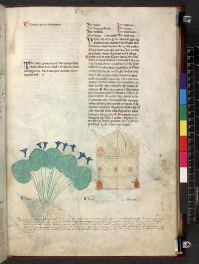Egerton 747 Tractatus de herbis (Erbario) c.1280-1310 da School Italian