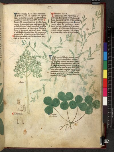 Egerton 747 Tractatus de herbis (Erbario) c.1280-1310 da School Italian