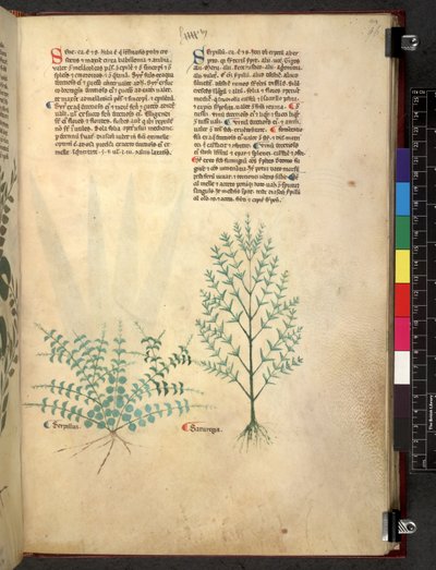 Egerton 747 Tractatus de herbis (Erbario) c.1280-1310 da School Italian