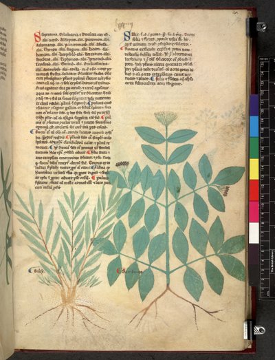 Tractatus de herbis (Erbario) c.1280-1310 da School Italian