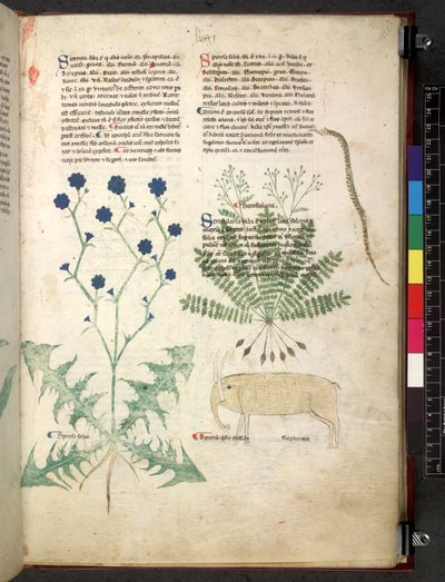Tractatus de herbis (Erbario) c.1280-1310 da School Italian