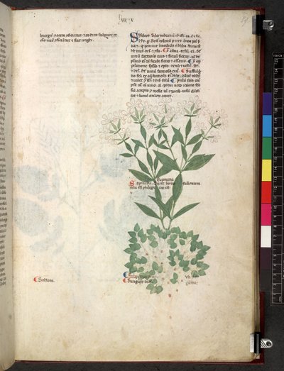 Tractatus de herbis (Erbario) c.1280-1310 da School Italian
