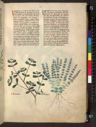 Egerton 747 Tractatus de herbis da School Italian